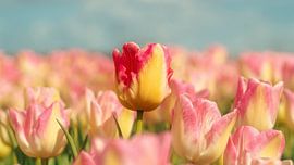 Dutch Spring Tulips by Bjorn Renskers