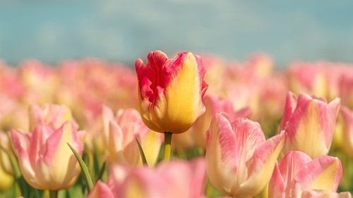 Tulipes « Hollandse Lente »
