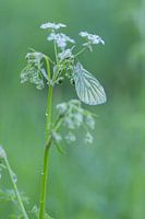 Nature's wings