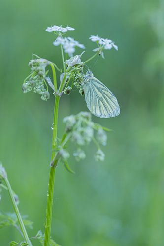 Die Schwingen der Natur