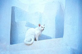 KATZE 1