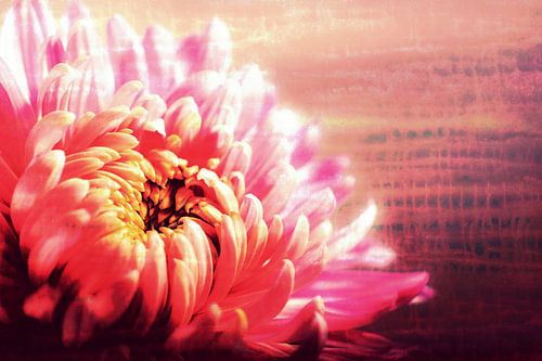 CHRYSANTHEMUM VIOLET PINK