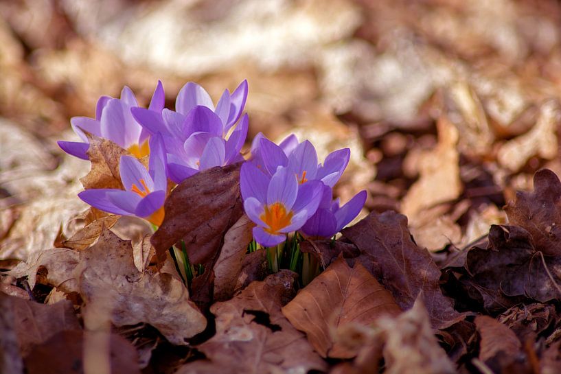 Concept nature : Fera lilium van Photoart-Naegele