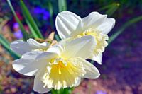 daffodil
