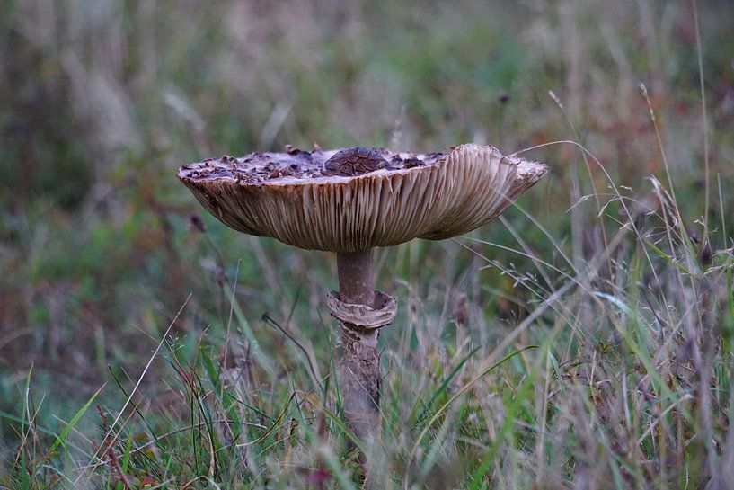 Paddenstoel bij zonsopkomst in de herfst. van Sharon Steen Redeker