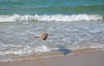 Meeuw boven zee strand