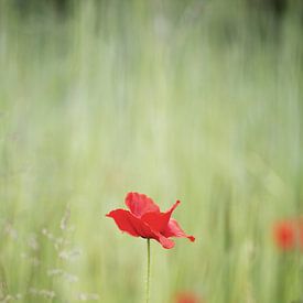 Mohn von John Smits