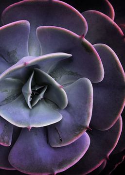 DARKSIDE OF SUCCULENTS VII-1 by Pia Schneider