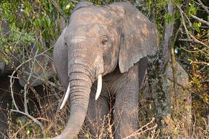 des éléphants dans le parc national Queen Elizabeth, en Ouganda