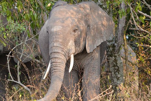 des éléphants dans le parc national Queen Elizabeth, en Ouganda