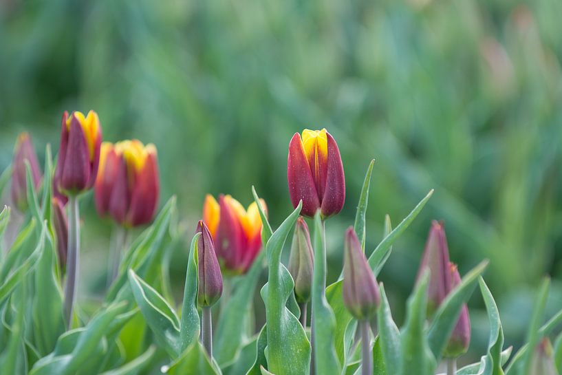 Tulpen par Marco Bakker