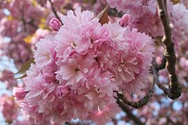 Blüte von Paulien Hemelaar