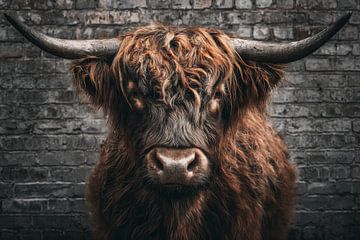 Nahaufnahme eines schottischen Hochlandrinds – ein markantes Tierporträt von Eva Lee