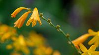 Crocosmia Yellow sunshine von Annemarie Arensen Miniaturansicht