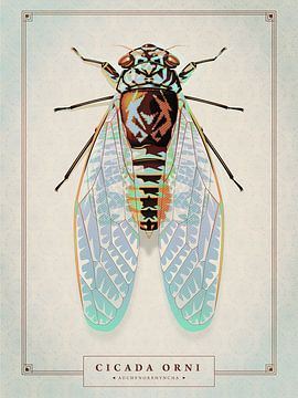 Zikade orni von Gilmar Pattipeilohy