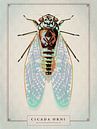 Cicada orni by Gilmar Pattipeilohy thumbnail