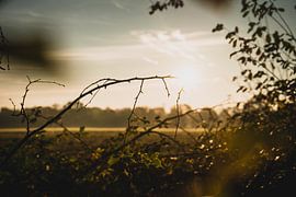 Plants Sunset Nature Reserve Maashorst Uden Landscape