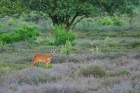Ree sur le terrain