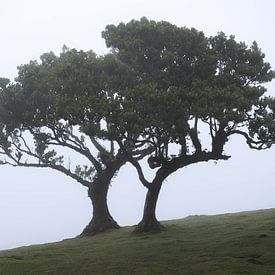 Bäume in Fanal auf Madeira bei Nebel von Jens Sessler