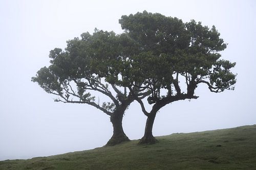 Arbres à Fanal sur l'île de Madère par temps de brouillard