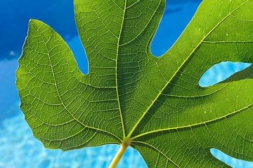Green fig leaf and blue water