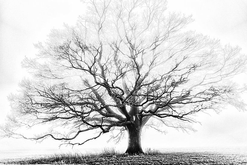 Arbre par Kirsten Warner