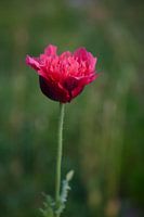 Wild flower in the field