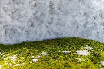 Groen mos met sneeuw van Robert Ruidl