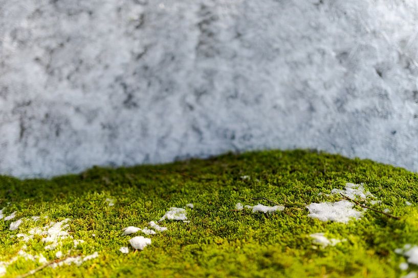 Green moss with snow by Robert Ruidl