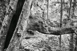 Boom in zwart-wit by Michel van Kooten