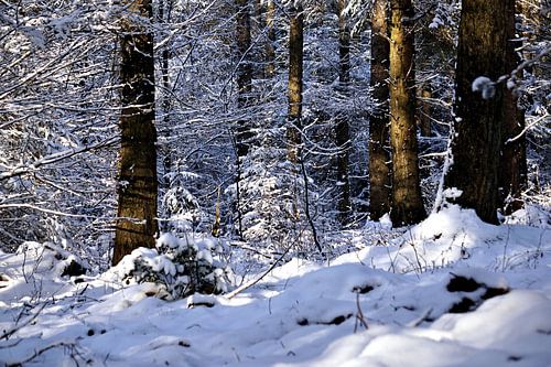 Hiver 2021