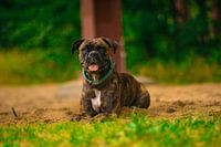 The dog life is already hard