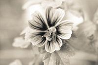 Black&White