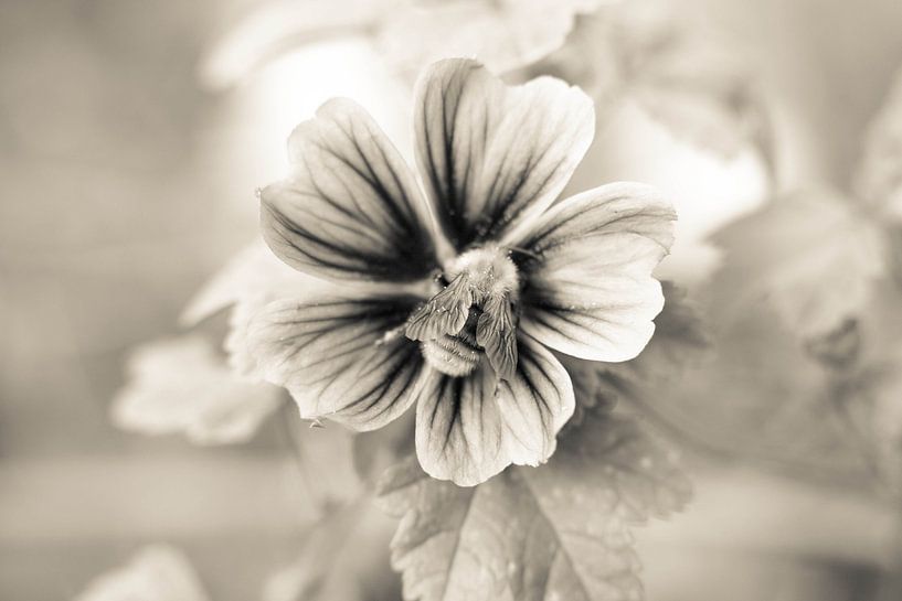 Black&amp;White by Bram van Kattenbroek