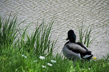 Ente am Wasser