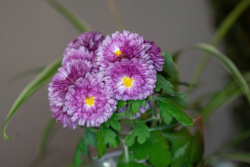 Flowers von Tomas S.