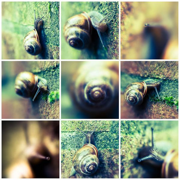 Snail-collage by Rob van der Pijll