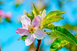 Pink apple blossom under blue sky
