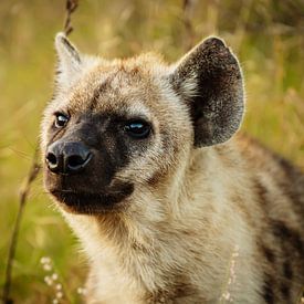 Hyena ... Eyes & Ears III