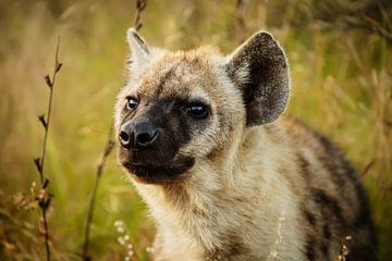 Hyäne ... Augen & Ohren III von Meleah Fotografie