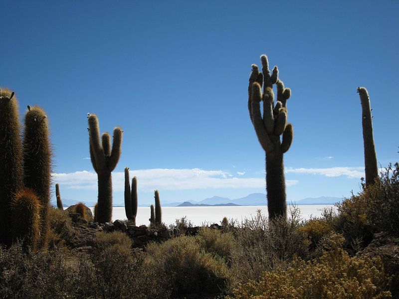 Zoutvlakte van Uyuni - Isla del Pescado by Bart Muller