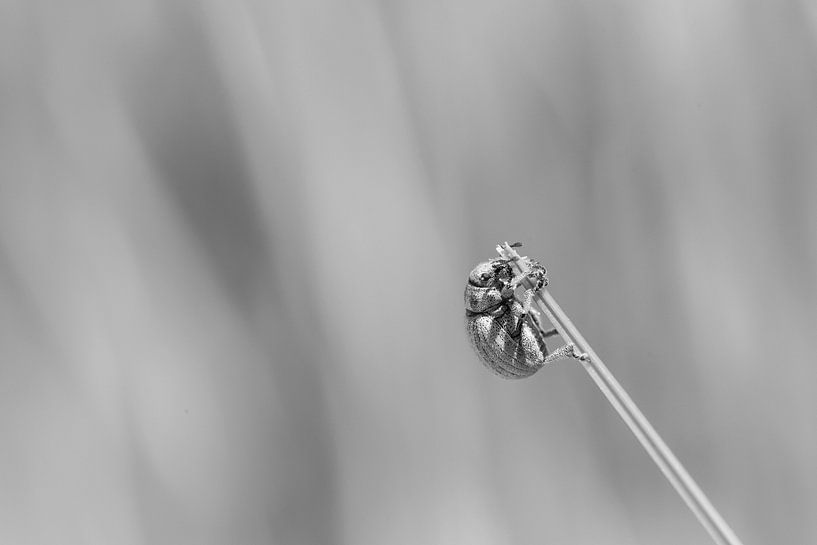 Bug eating the grass in the dunes of Terschelling by Leon Doorn