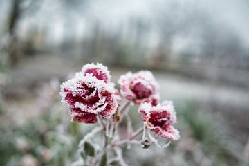 Selectieve focusopname van een berijpte rosen bedekt met sneeuw in de tuin op een winterse dag van Andreas Völkel