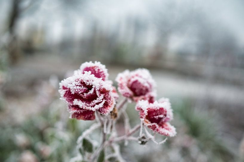 Prise de vue avec mise au point sélective d'un rosé givré couvert de neige dans le jardin par une journée d'hiver. par Andreas Völkel