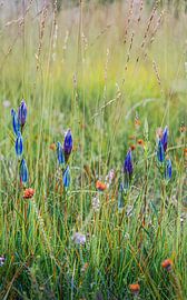 Flowers by Jeroen Luyckx