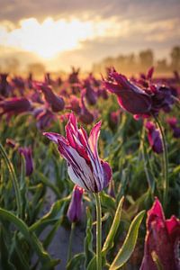 Champ de tulipes avec un beau ciel au lever du soleil sur Peter de Jong