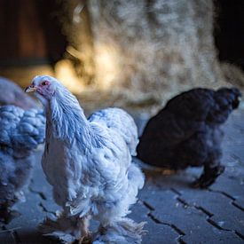 poulets sur Marloes Hoekema