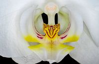 Nahaufnahme der Orchidee von Dennis Carette Miniaturansicht