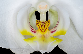 clos-up of the Orchid