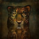 Dierenrijk – Grote kat kijkt je recht in de ogen van Jan Keteleer thumbnail